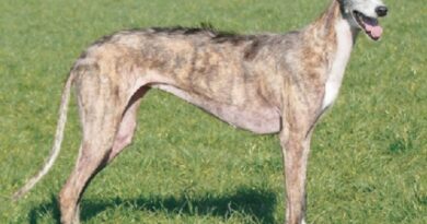 Greyhounds for Sale