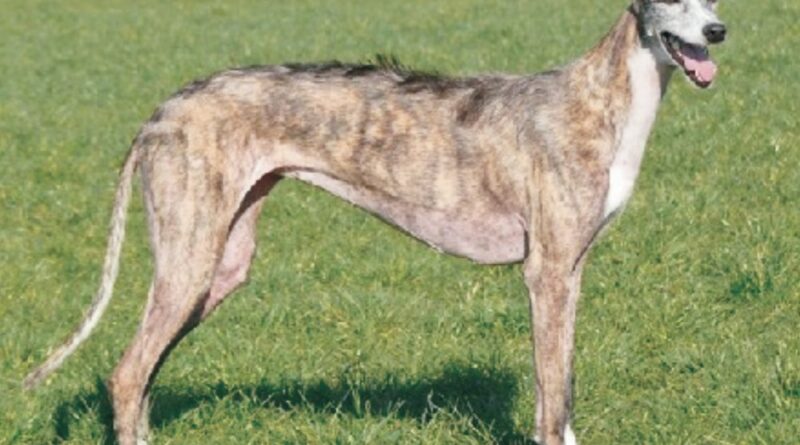 Greyhounds for Sale