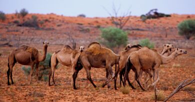 how many camels am i worth