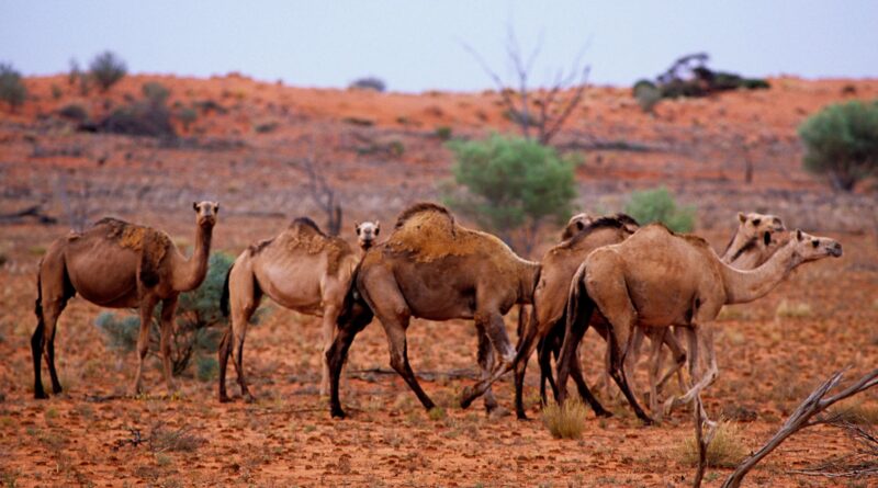 how many camels am i worth