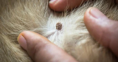 Embedded fully ticks on dogs