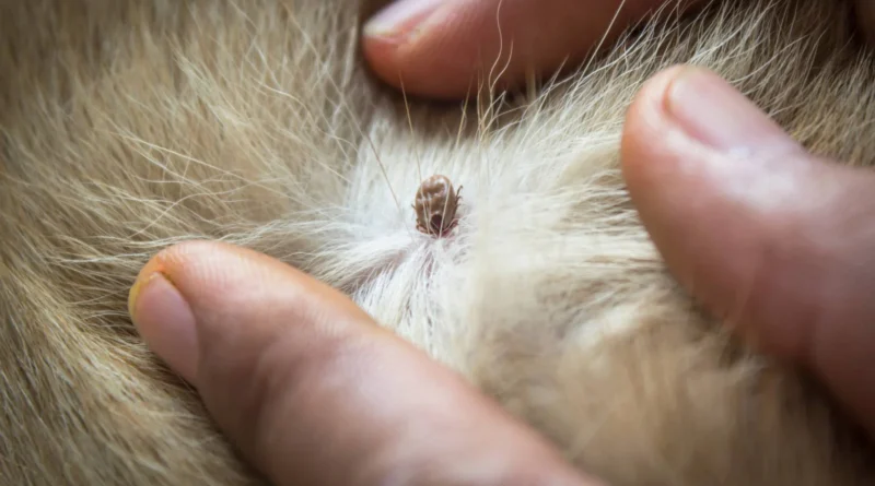 Embedded fully ticks on dogs