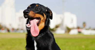 Why Is My Dog Panting So Much