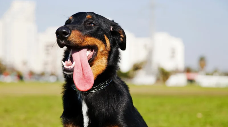 Why Is My Dog Panting So Much