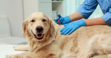 What Kills Ticks on Dogs Instantly