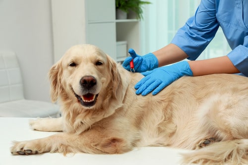 What Kills Ticks on Dogs Instantly: Fastest Safe Removal Methods Explained