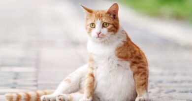 How Long Are Cats Pregnant