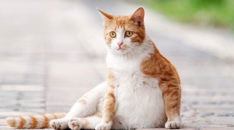 How Long Are Cats Pregnant